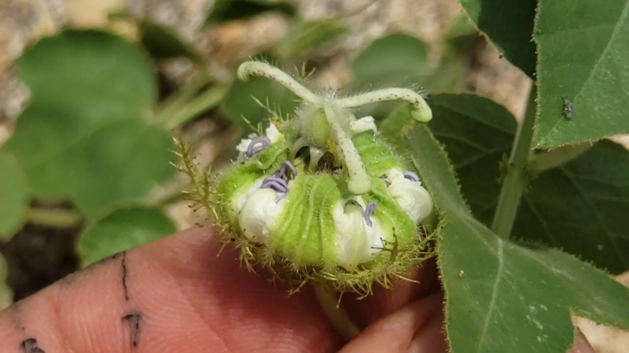 (#145) Tree-Ocotillo, Sonoran Tortoises, Passionflower,  Tropical Mistletoes and Thorn Forests.