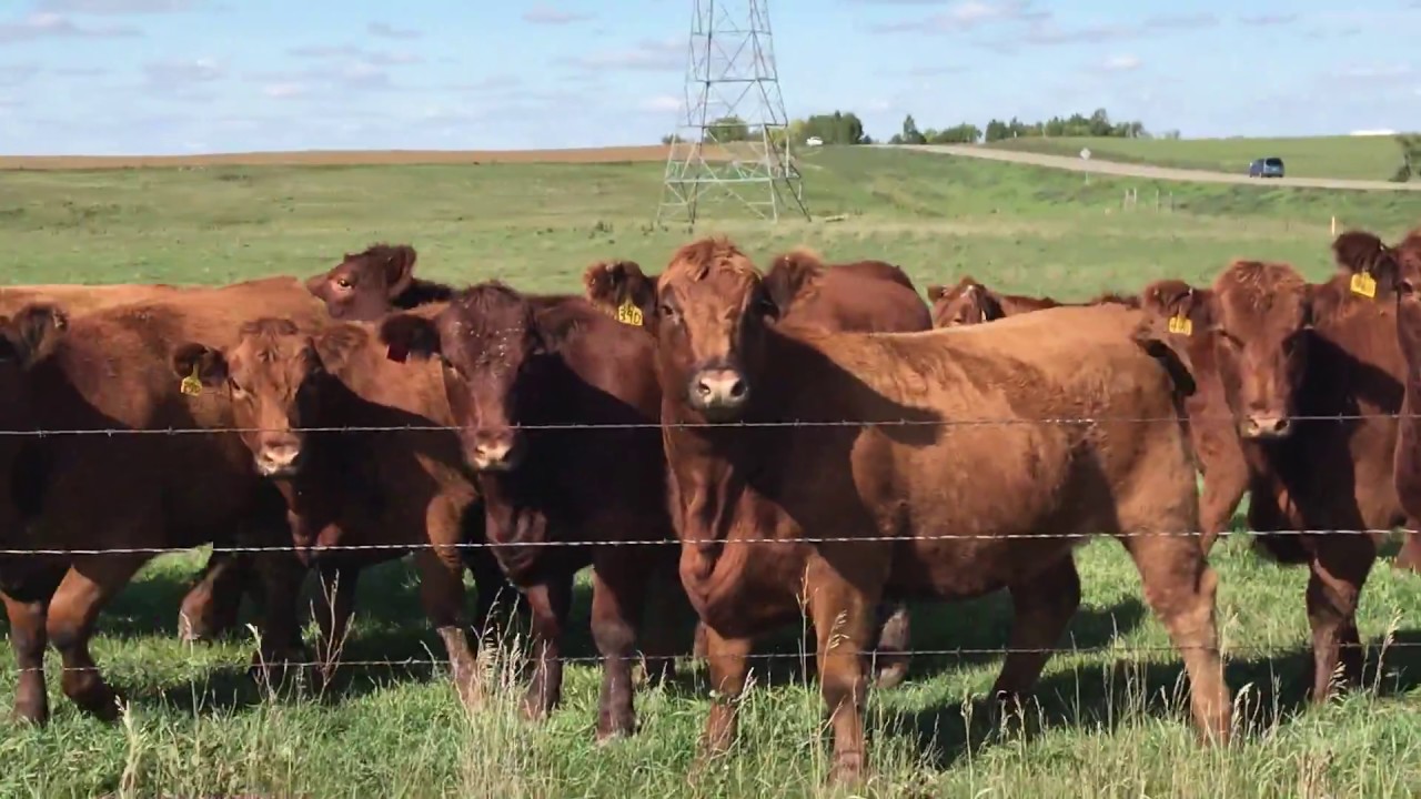 Singing John Gorka Winter Cows song to cattle on the Great Plains YouTube