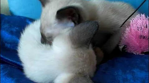 Watch the video about 11 weeks old seal point siamese twins about to sleep