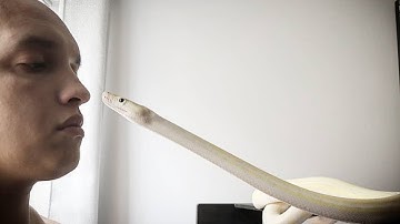 Super Dwarf Reticulated Python Babies are on the way! Q&A Weekly Stream (Sunday 4pm EST)