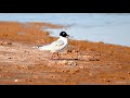 Flyway Bottleneck Yellow Sea Project