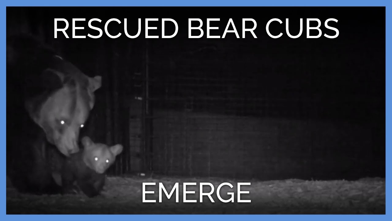 Rescued Bear Cubs EMERGE!