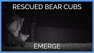 Rescued Bear Cubs Emerge