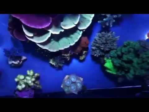 nano reef led lighting