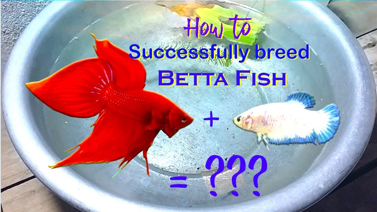 The ULTIMATE Betta FISH FIGHTING GUIDE!  Breeding, training, and battling. 