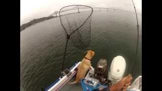 Fall Salmon Fishing on the Columbia River PART 2 HD