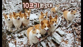 When 10 corgis met at the snowy mountain!