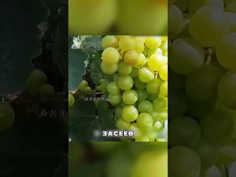 Мужик высадил ВИНОГРАД у подножья ВУЛКАНА 🤪🔥🌋