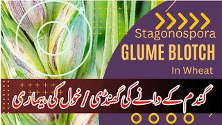 Stagonospora Glume Blotch Of Wheat Agroconsultantzia.