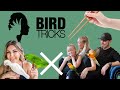 Watch @BirdTricks train all of our birds with CHOPSTICKS!
