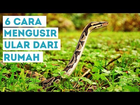 Video: Cara Menakutkan Ular