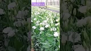 Download Lagu Lisianthus in Israel❤❤ #shorts #agriculture_revolution #shortsvideo #flowerinisrael #israel MP3