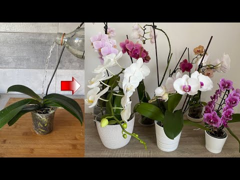 Video: Skal orkidérødder være grønne eller hvide?