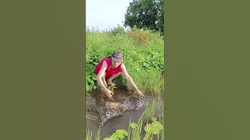 Đặt lợp cá lóc đồng mùa nước nổi #shrots