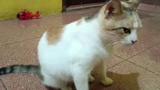 Kucing Meong Meong Sedang Makan Bersama Pemiliknya