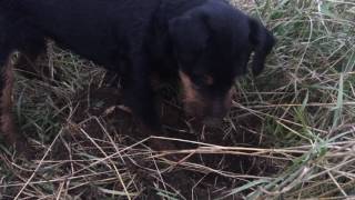 Jagdterrier And Mouse