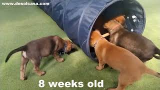 You won't believe what these Malinois pups can do at just 5-8 weeks old!