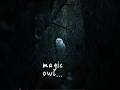 Silent owl in the darkness | Magic nature  #nature #wildlife #ambient #forest