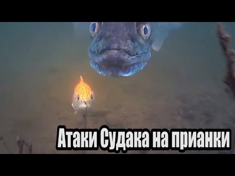 Рыбалка🎣 ЗРЕЛИЩНЫЕ АТАКИ Больших Гигантских СУДАКОВ на разные приманки🐟 Подводная съёмка