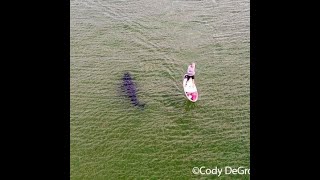 Paddleboarder had no idea shark was circling beneath the waves off Cape Cod