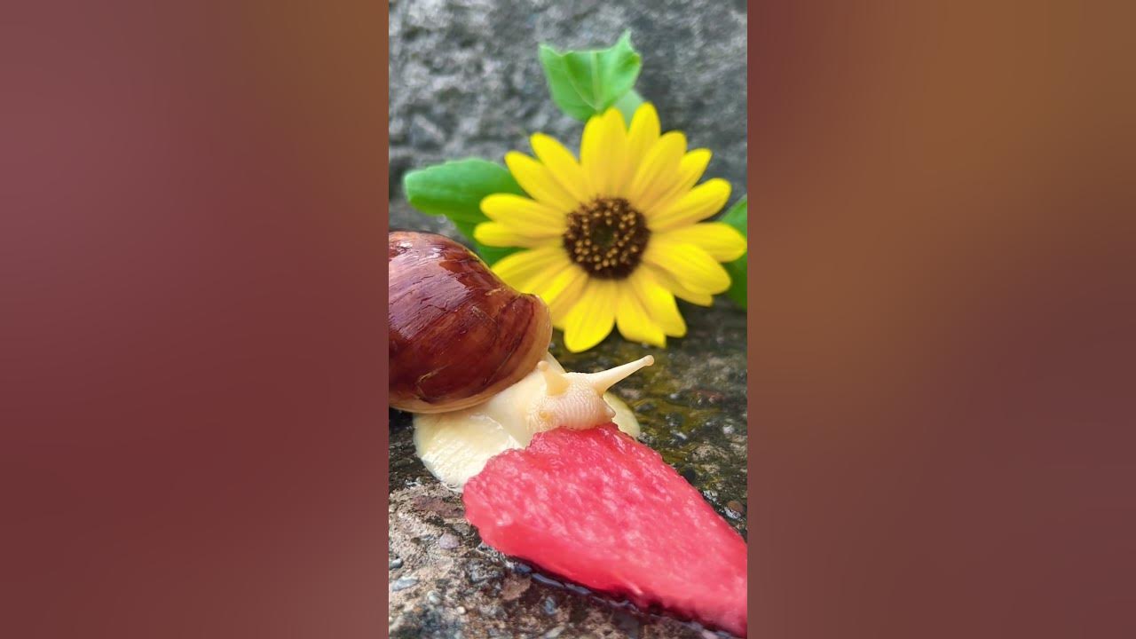 does-a-snail-eat-a-watermelon-snail-beautyofnature-animal