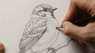 Relaxing ASMR Bird Painting | Pencil Sketch to Realistic Watercolor in 10 Steps screenshot 1