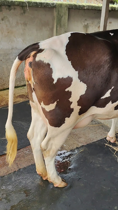 Australia Friesian cattle farm
