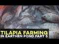 Tilapia Farming Profit: Capitalization, ROI and Marketing | Tilapia Farming Part 5