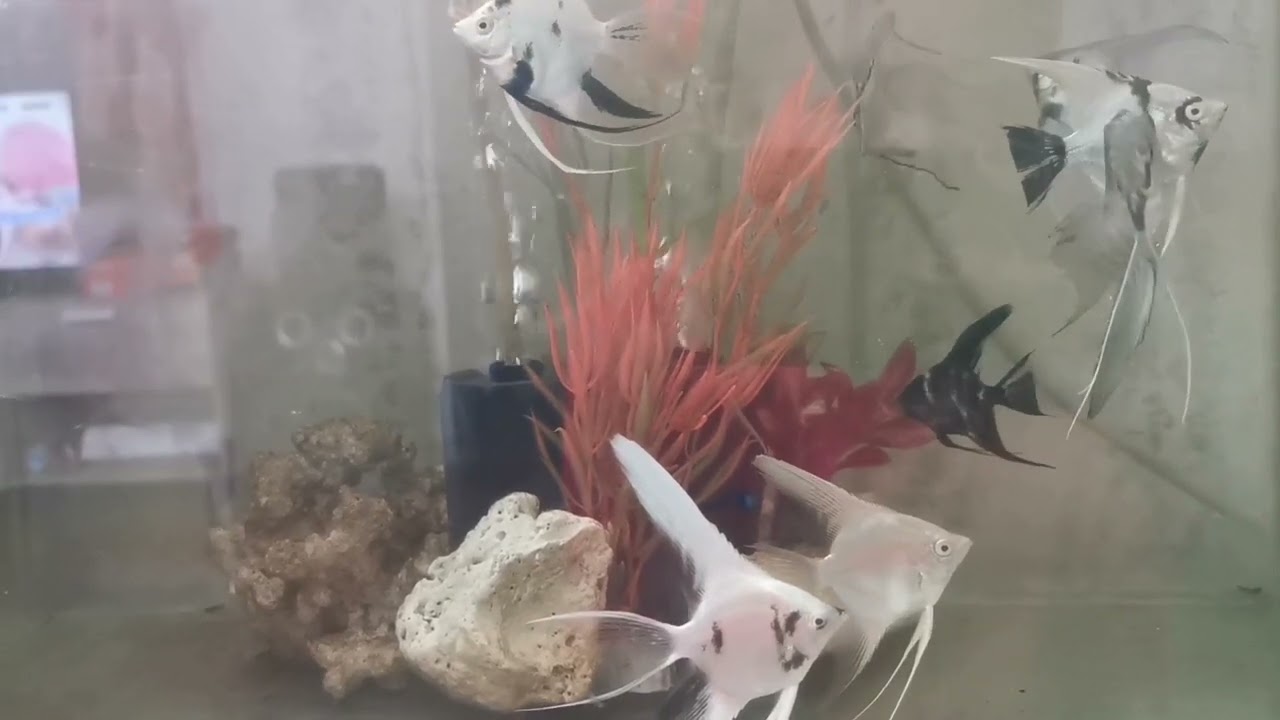 Raine's New Pet || His Angels Collection