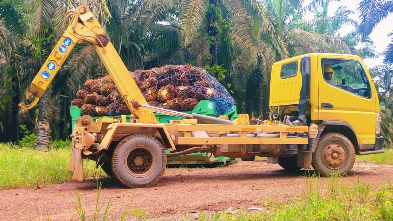 cara Nyusun buah sawit di atas bin mobil yang mau siap di tarik