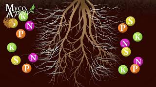 Animación de micorrizas