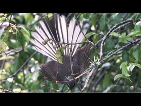 NEW ZEALAND Nature Sounds & Bird Song - AOTEAROA Nature Sounds of New Zealand by Symbiosis