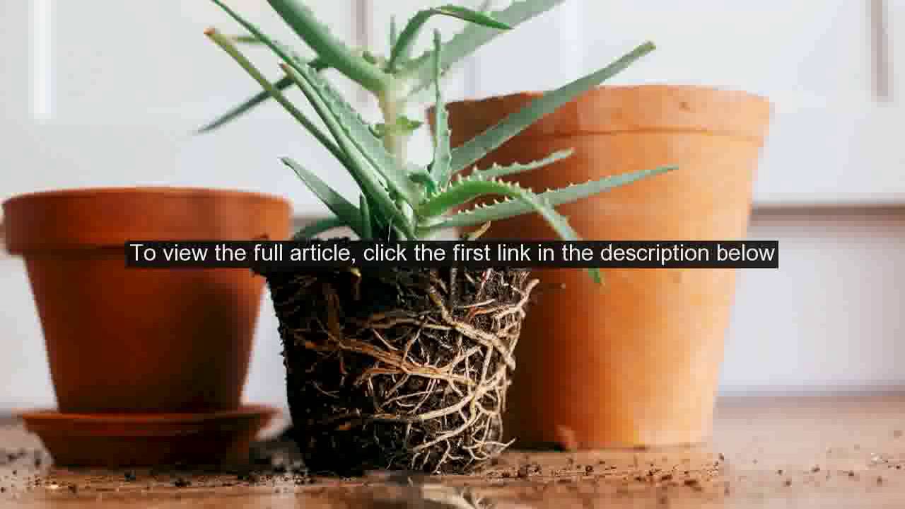 Plants Experts Dish The Dirt On How To Repot Plants