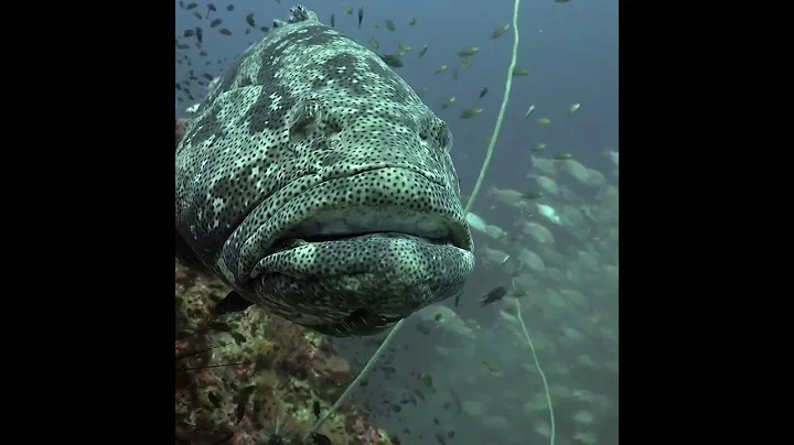 Giant Grouper fish #shorts