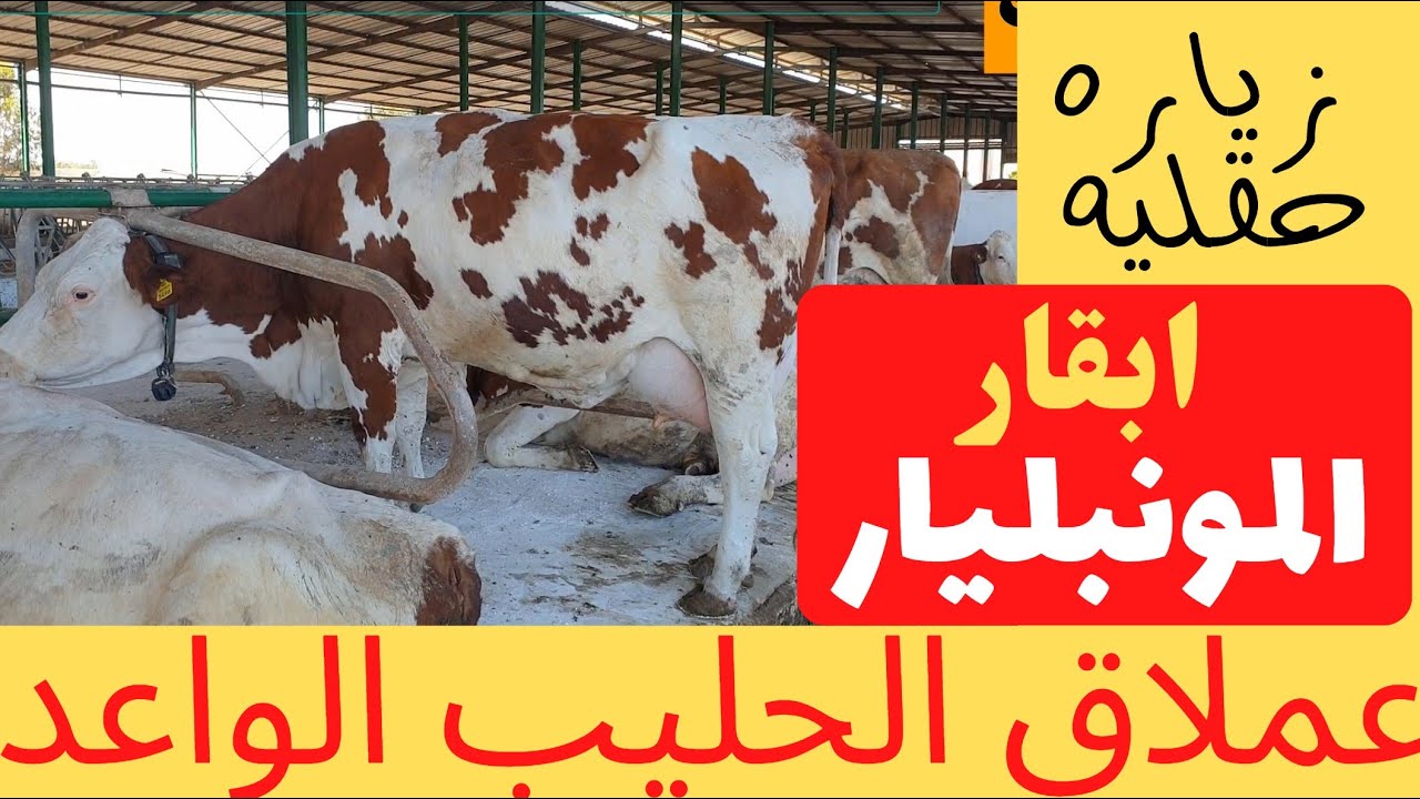 ابقار المونبليار عملاق الحليب واللحم الواعد، زيارة لأكبر مزارع المونبليار في المغرب،
