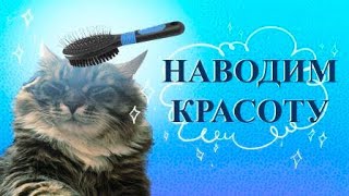 Combing a Siberian cat - he purrs with pleasure