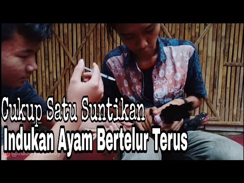 Video: Bisakah Anda membuahi ayam secara buatan?