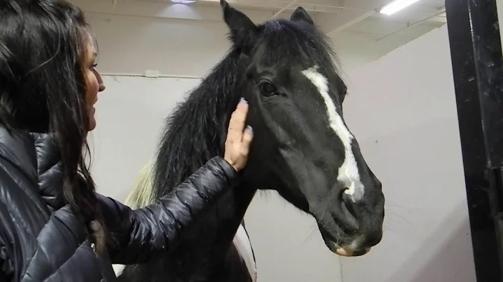 Rieker Daniel Video Story