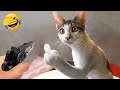 Funny Dogs And Cats Videos 😅 Funniest Animals Videos 2023 😇#3