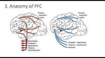 9.3. Anatomy of Prefrontal Cortex , Fundamentals of Cognitive Neuroscience Course, Session 9, Part 3