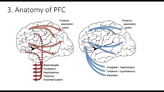9.3. Anatomy Of Prefrontal Cortex , Fundamentals Of Cognitive Neuroscience Course, Session 9, Part 3