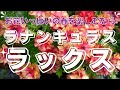 【ラナンキュラスラックス】お花いっぱいの春を楽しむならラナンキュラスラックスがおすすめ!|購入後の植え替え|成長過程|