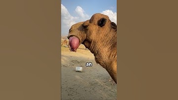 Why Do Camels Spit-out Stomachs? (@sa.0011)