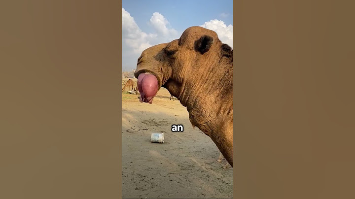 Why Do Camels Spit-out Stomachs? (@sa.0011)