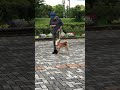 愛犬　training