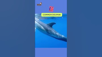 Thumbnail of ABC Whales and Dolphin Song | #shorts #kids
