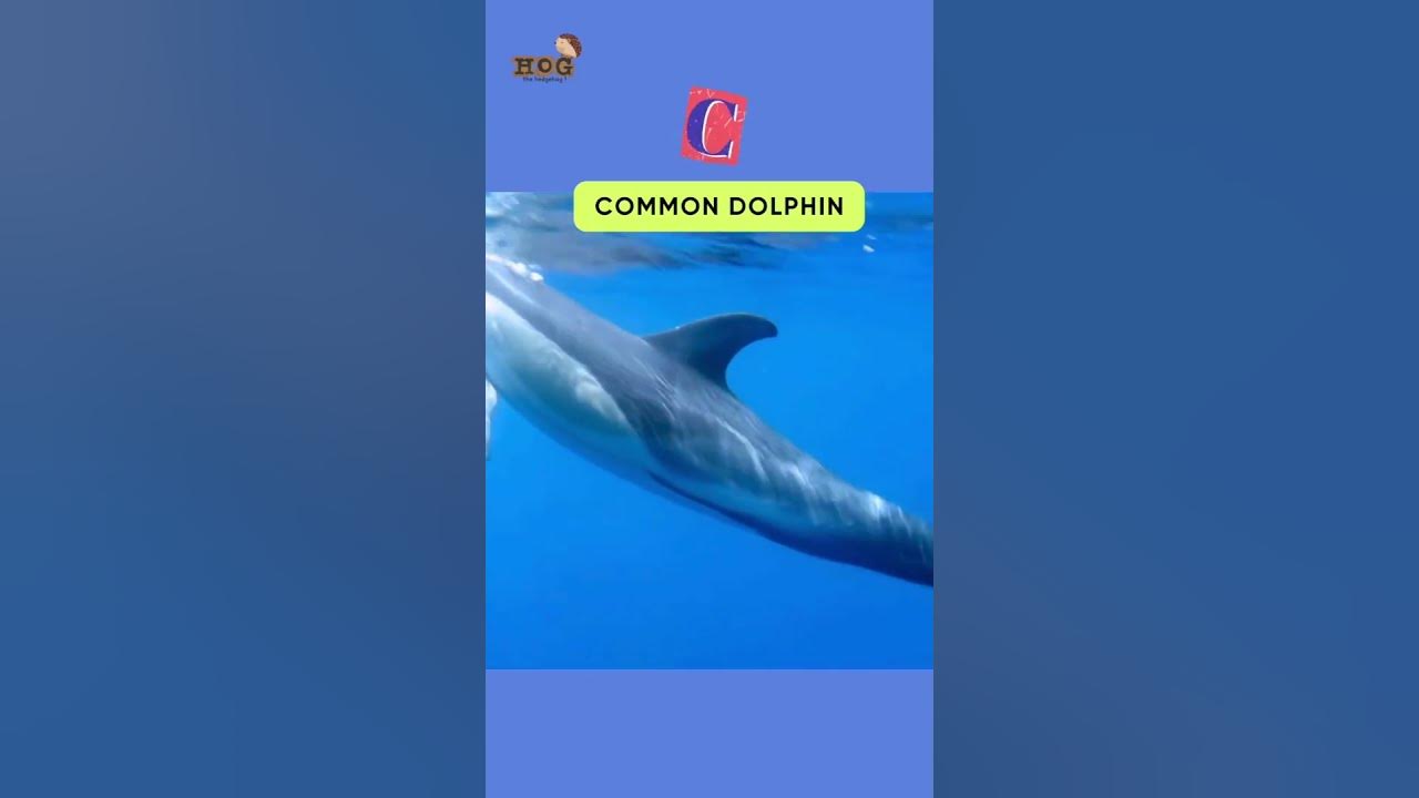 ABC Whales and Dolphin Song | #shorts #kids