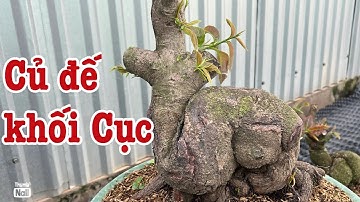 Gốc nhớt rút cốt củ đế khối cục bình lợi hàng trồng lâu dài 0766765975