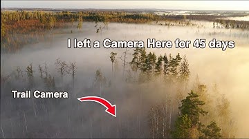 I Left my Trail Camera in a SWAMP for 45 Days and so much WILDLIFE came!
