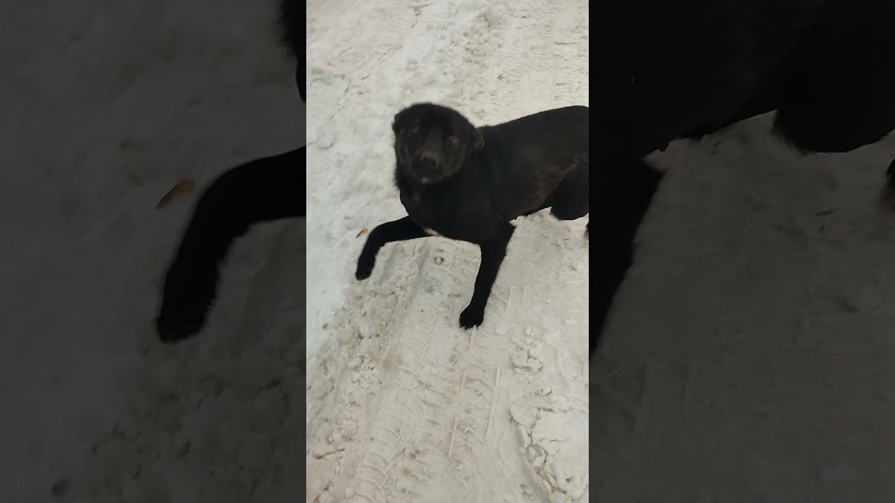 4441111055193803 на корм для безпритульних